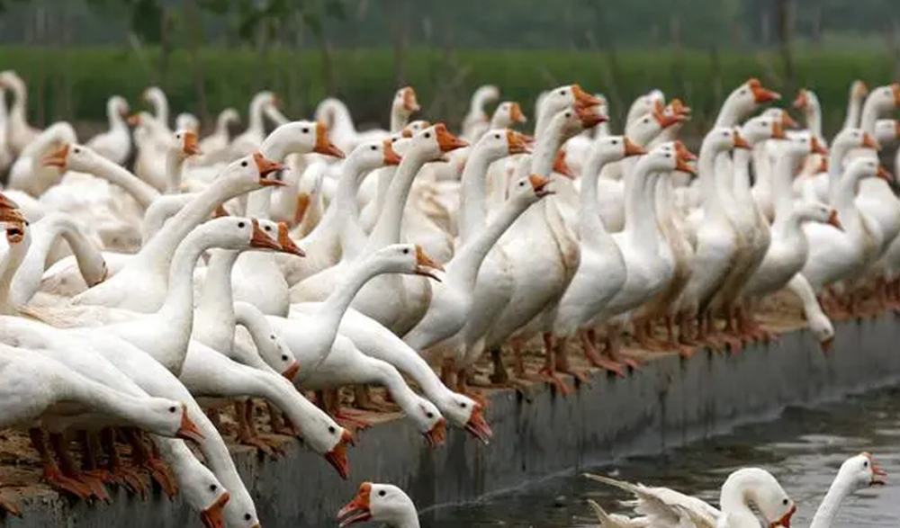 鹅的养殖技术及方法