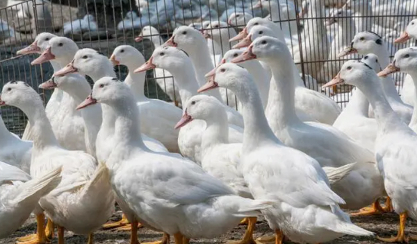 鹅的养殖技术和饲养管理