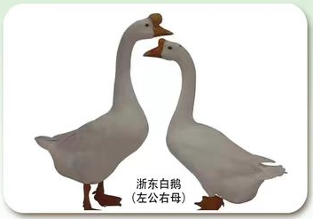 浙东白鹅
