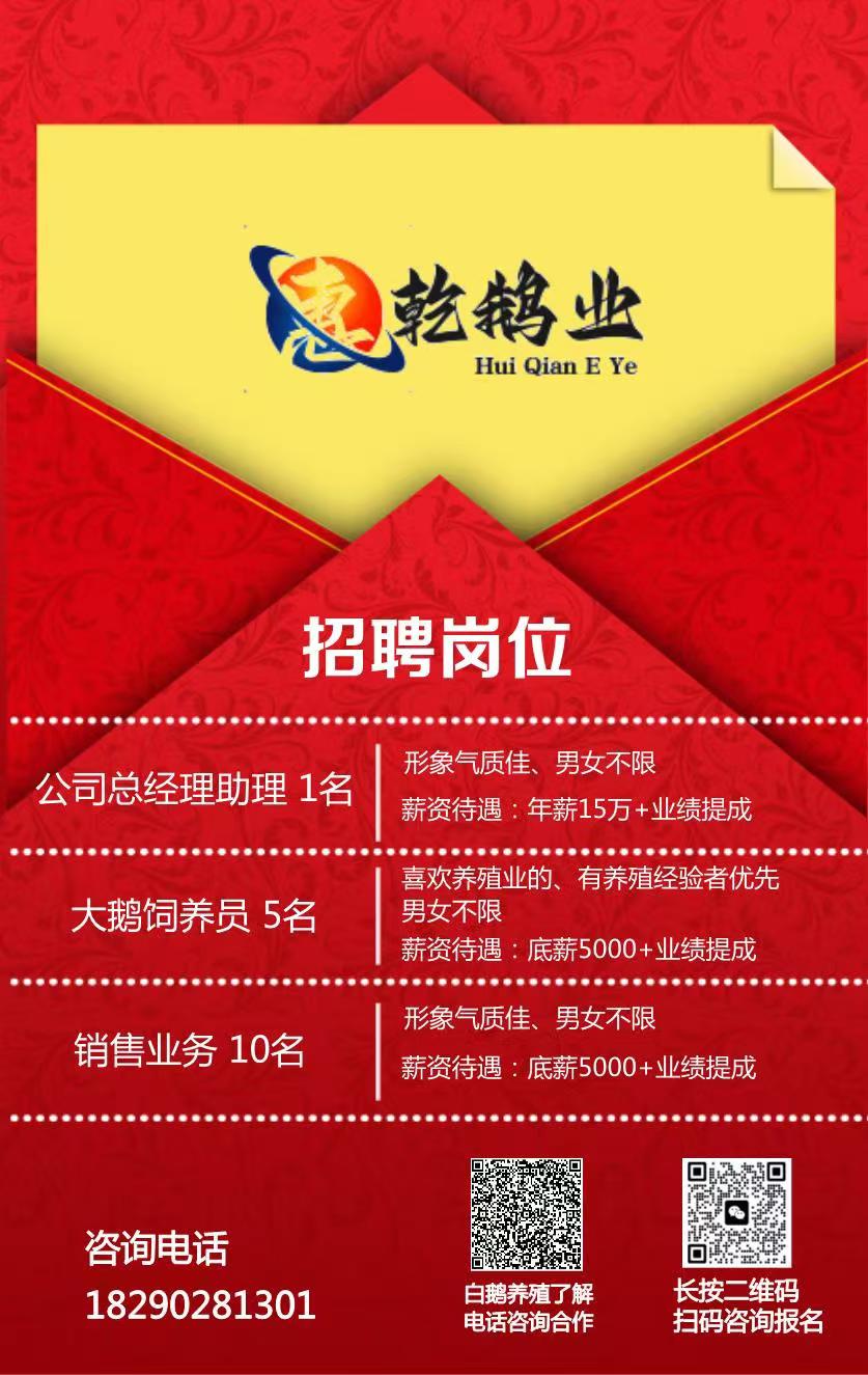招聘：公司总经理助理1名；大鹅饲养员5名；销售业务10名