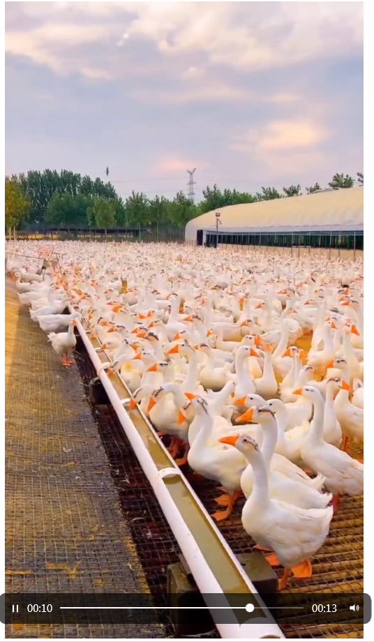 生态鹅视频展示
