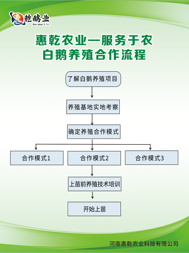 惠乾农业公司白鹅养殖合作共赢