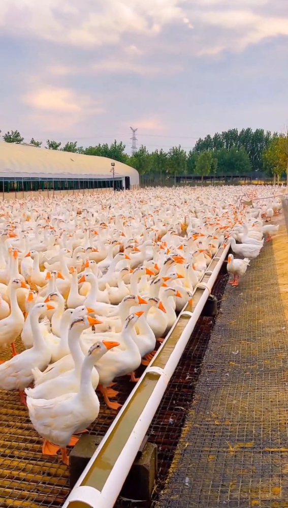 惠乾农业2025年白鹅养殖发展公司政策出台